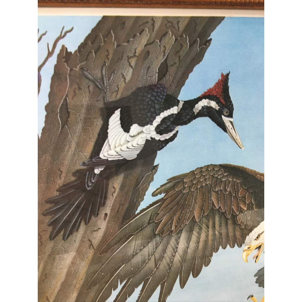 James Kukrul Wildlife Print Signed & Framed Eagle Crane Woodpecker 22x27 - Picture 8 of 16